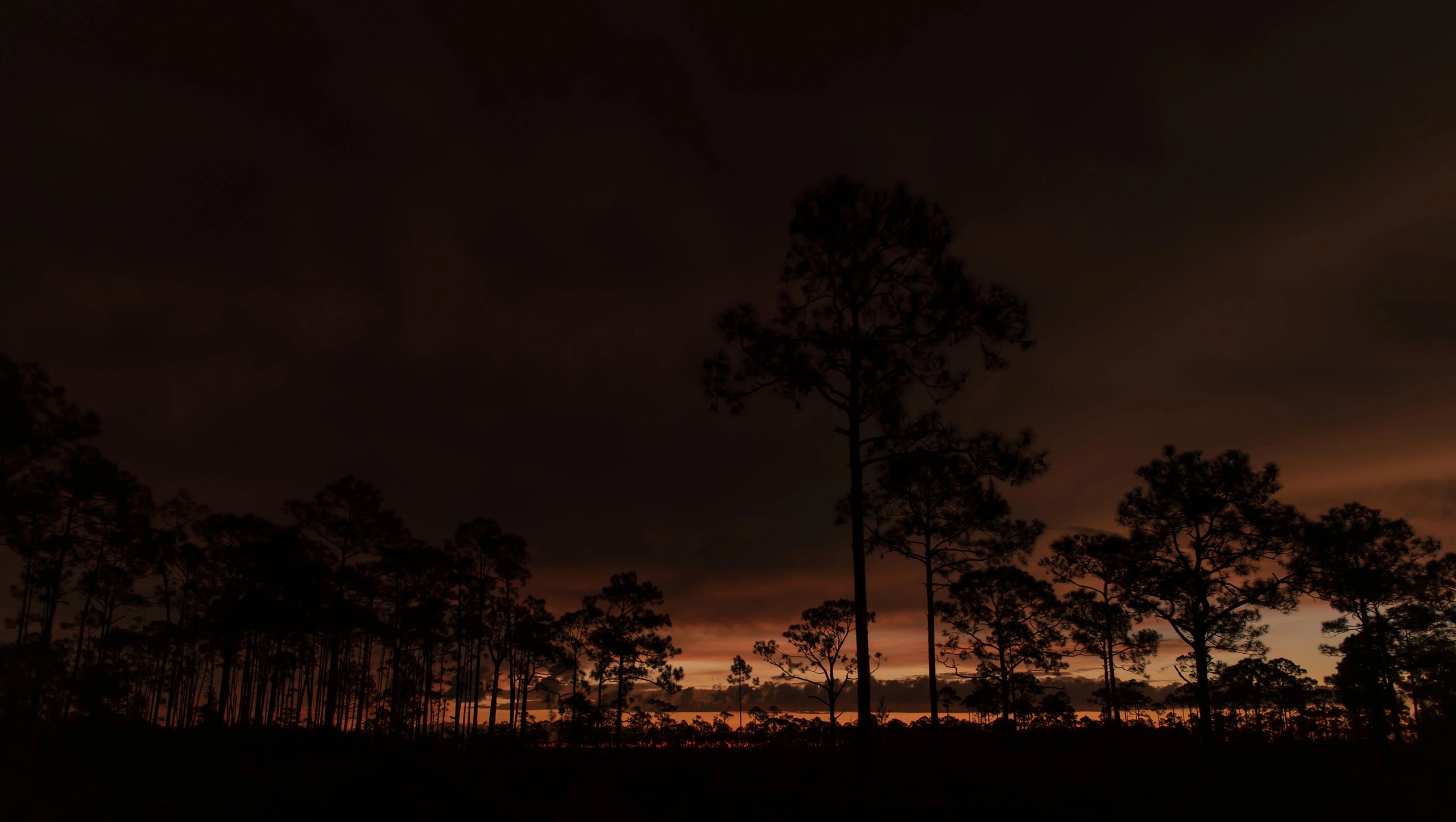 Pre-dawn clouds over a pine forest in Florida