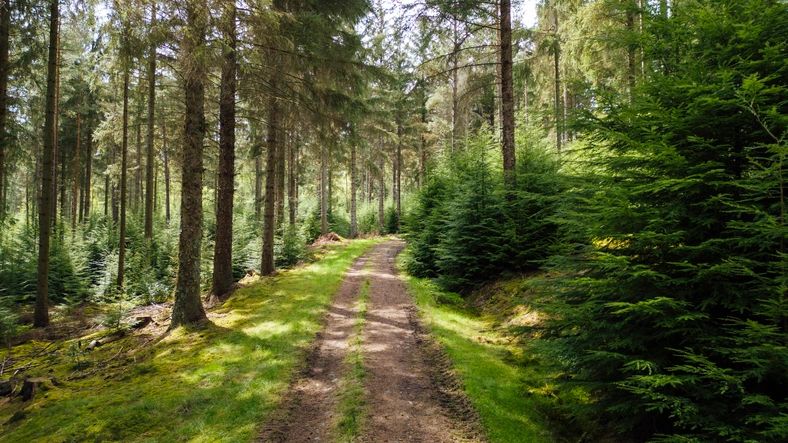 A rural dirt track through woodland