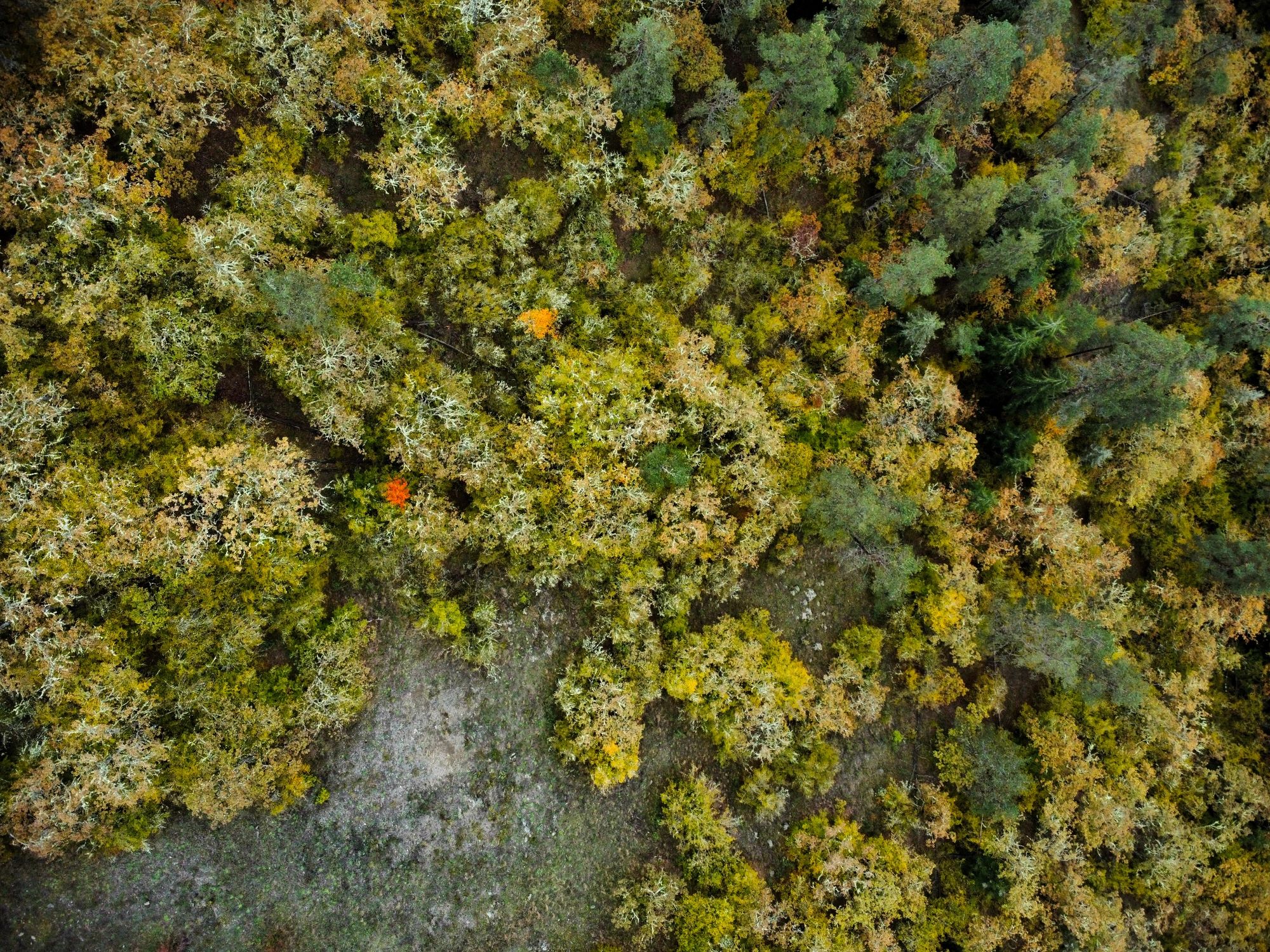 Forest canopy